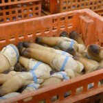 Geoduck produced by Taylor Shellfish.