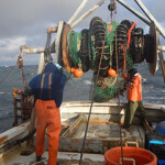A cod fisher in the Gulf of Maine.