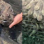 Spotted wolffish in an aquaculture tank.
