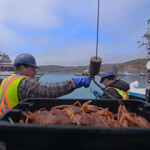 Snow crab fishermen working on the deck of their boat.
