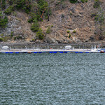 A net-pen salmon cage in Puget Sound, Washington, U.S.A.