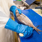 A Sanford Limited worker filleting a fish in one of the company's facilities.