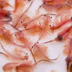 Sea Monkeys