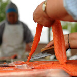 Salmon being harvested in Western Alaska.