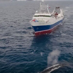 A krill vessel near a whale in the Antarctic