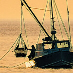 A Chesapeake Bay oyster fisherman on the water.