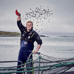 A Loch Duart worker feeding salmon