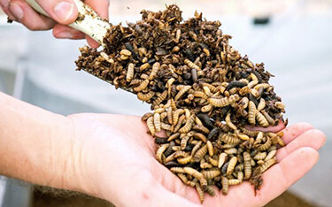 Nutrition Technology black soldier fly larvae, used for aquafeed.