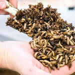 Nutrition Technology black soldier fly larvae, used for aquafeed.