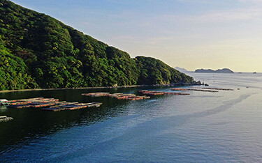 The Ainan Fisheries Cooperative red sea bream aquaculture operation.