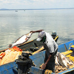 A fisherman in Kenya pulling in his catch.