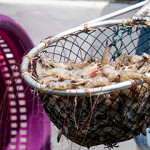 shrimp basket