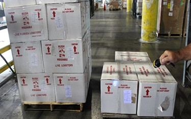 Second Florida spiny lobster dealer fined and put on probation for false labeling