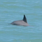 A vaquita spotted in a recent population survey.