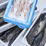 A selection of Norcod produced fish on ice.