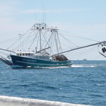 NOAA forecasts smaller Gulf of Mexico “dead zone” this summer