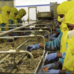 Shrimp being processed at a Nekkanti Sea Foods facility in India.