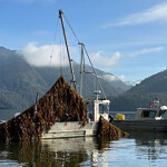 A vessel harvesting seaweed for Cascadia Seaweed