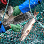 Salmon being caught and sorted.