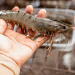 A black tiger shrimp.