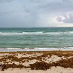 Beach in Florida seaweed