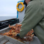 A fisherman in Canada reviewing his catch of snow crab