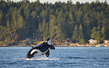 : Maine lobstermen see their plight reflected in Alaska salmon trollers