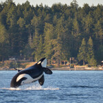 : Maine lobstermen see their plight reflected in Alaska salmon trollers