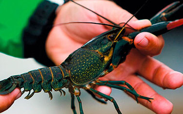 A crawyfish produced by Singapore Crayfish.