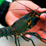 A crawyfish produced by Singapore Crayfish.