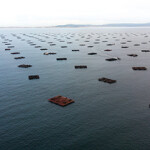 A mussel farm in Galicia, Spain.