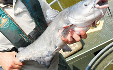 Maryland congressional delegation announces USD 3.8 million for meat and blue catfish processors