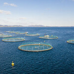A Leroy aquaculture farm with multiple net pens.
