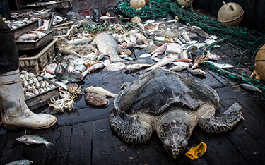 Turtle caught as bycatch.