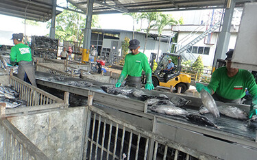 Maruha Nichiro employees sorting fish to be used for processing.