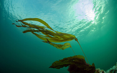 NOAA rejects ESA petition for bull kelp