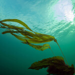 NOAA rejects ESA petition for bull kelp