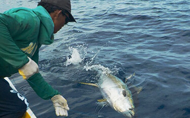 A handline tuna fishery in Indonesia.