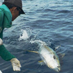 A handline tuna fishery in Indonesia.
