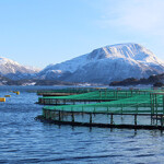 Nordic Halibut net pens for its farmed halibut.