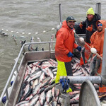 A group of commercial fishermen pulling in salmon in Egegik, Alaska.