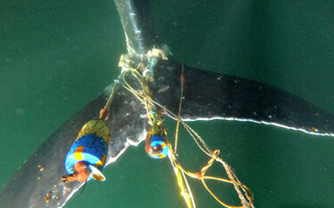 Oregon considering further Dungeness crab restrictions