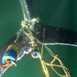 Oregon considering further Dungeness crab restrictions