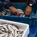 A migrant fisher in the U.K.