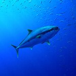 A tuna swimming in deep blue water.