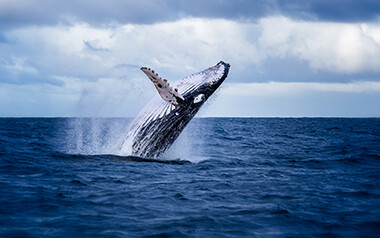 New NOAA Fisheries team will tackle Pacific humpback whale entanglements