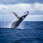 New NOAA Fisheries team will tackle Pacific humpback whale entanglements