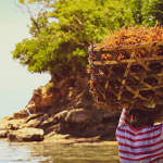 A woman in Indonesia harvesting seaweed.