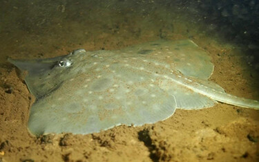 A Maugean skate on the ocean bottom