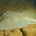 A rare Maugeaan skate resting on the ocean floor.